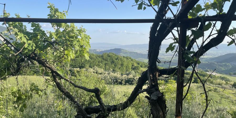 Uitzicht op Assisi